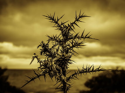 rasgos negros, espinhos, afiado, dor, machucar, doloroso, ninguém, nuvem - céu, natureza, ao ar livre, céu, dia, plantar, por do sol, Palmeira, árvore, beleza na natureza, tranquilidade, crescimento, silhueta, focar em primeiro plano, scenics - natureza, nublado, cena tranquila, céu dramático, crepúsculo, 4K, CC0, domínio público, royalty free