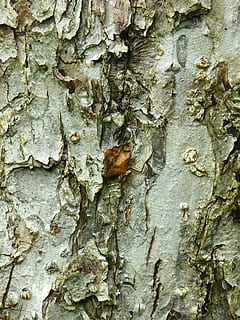 bark, æbletræ, stamme, træ, frugt træ, tæt, blad, tekstureret, træstamme, ru, forvitret, tæt på, bagagerum, baggrunde, fuld ramme, plante, ingen mennesker, plantebark, dag, mønster, natur, Brun, udendørs, vækst, træ - materiale, naturligt mønster, tekstureret effekt, 4K, CC0, offentligt domæne, royaltyfrie
