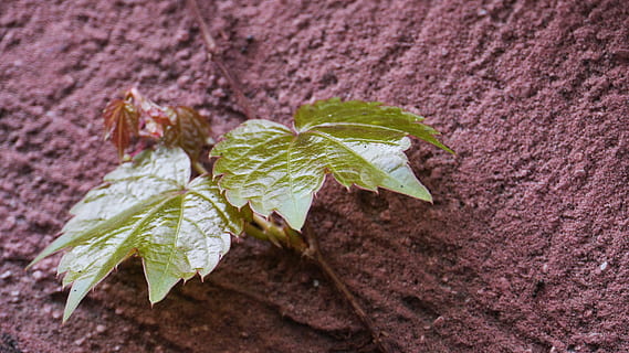 hoja, plantas, naturaleza, incheon, este tipo, parte de la planta, de cerca, planta, crecimiento, belleza en la naturaleza, nadie, fragilidad, vulnerabilidad, día, centrarse en primer plano, color verde, al aire libre, vista de alto ángulo, flor, frescura, planta floreciendo, tierra, pétalo, hojas, 4K, CC0, dominio público, libre de derechos