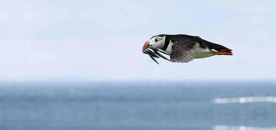 peix, boca, volant, puffin, aviària, ocell, alimentació, fotografies, domini públic, vida salvatge, mar, naturalesa, animal, gavina, a l'aire lliure, animals i mascotes, bec, aigua, cap gent, dia, horitzó sobre l’aigua, temes d'animals, fauna animal, animals a la natura, vertebrats, un animal, vista lateral, part del cos dels animals, cel, a l'aire, ala dels animals, moviment, 4K
