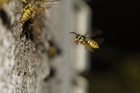 Hive, Compound, Wing, Probe, Yellow, the hive, striped, insect, black, sting, engraving, wasps, close, macro, canon, bee, nature, animal, honey, close-up, animal Wing, pollination, wasp, pollen, animals in the wild, one animal, animal themes, animal wildlife, invertebrate, selective focus, plant, beauty in nature, no people, day, mid-air, fragility, flower, butterfly - insect, 4K, CC0, public domain, royalty free