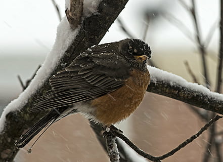 robin, pássaro, Virgínia, inverno, frio, árvore, selvagem, pena, exterior, temporada, asa, plumagem, ornitologia, observação de pássaros, fauna, americano, ramo, animais selvagens, natureza, animal, ao ar livre, temas animais, animais em estado selvagem, vertebrado, empoleirar, um animal, focar em primeiro plano, dia, ninguém, temperatura fria, plantar, fechar-se, neve, 1080P, CC0, domínio público, royalty free