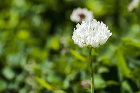 flor, micro, naturalesa, planta, planta amb flors, bellesa a la natura, frescor, Color blanc, fragilitat, primer pla, creixement, vulnerabilitat, centrar-se en primer pla, pètal, inflorescència, cap de flor, cap gent, color verd, dia, tija de la planta, a l'aire lliure, primavera, 1080P, CC0, domini públic, lliure de regalies