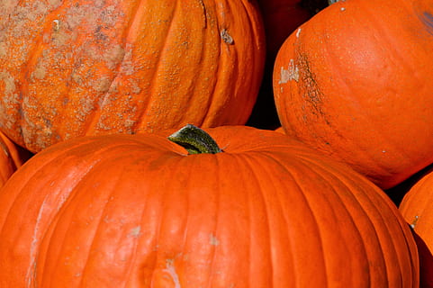 dýně, ovoce, oranžový, podzim, cucurbita maxima, Vybrat, velký, obrovský, jídlo, zelenina, jedlý, jíst, dekorace, podzimní ovoce, sklizeň, předvečer Všech svatých, jídlo a pití, oranžová barva, Zdravé stravování, zeleniny, blahobyt, svěžest, nikdo, organický, detail, zemědělství, den, oslava, velká skupina objektů, syrové potraviny, celý rám, zralý, vegetariánské jídlo, 5K, CC0, veřejná doména, bez autorských práv