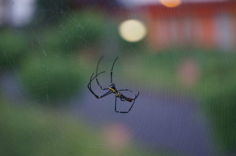 ragno, piccolo, web, selvaggio, natura, insetto, invertebrato, animali allo stato selvatico, temi animali, fauna selvatica, animale, un animale, ragnatela, aracnide, artropodo, avvicinamento, fragilità, concentrarsi sulle conoscenze acquisite, nessuno, sopravvivenza, gamba animale, all'aperto, 4K, CC0, dominio pubblico, privo di copyright