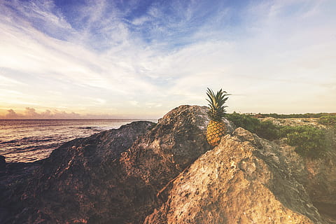 mar, alba, paisatge, naturalesa, platja, calma, la llum del dia, desert, vespre, fruita, daurat, horitzó, idíl·lic, illa, muntanya, oceà, a l'aire lliure, pinya, remot, roques, sorra, escènic, paisatge marí, vora del mar, estiu, sol, sortida del sol, posta de sol, tranquil, viatjar, tropical, fruita tropical, aigua, cel, escenics - natura, bellesa a la natura, tranquil·litat, escena tranquil·la, núvol - cel, rock, terra, sòlid, arbre, rock - object, cap gent, planta, dia, 5K, CC0, domini públic, lliure de regalies