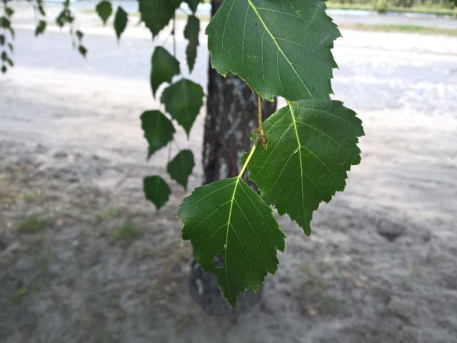 birk, hjem, makro, blad, plante del, plante, grøn farve, vækst, tæt på, natur, dag, skønhed i naturen, fokus på forgrunden, ingen mennesker, udendørs, bladvenen, friskhed, høj vinkel visning, vand, jord, træ, selektiv fokusering, scenics - natur, blade, 4K