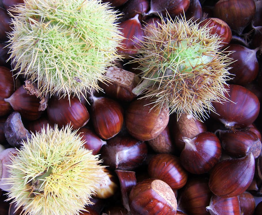 maroni, castanya, marró, brillant, tardor, decoració, menjar i beguda, aliments de castanya, menjar, benestar, alimentació saludable, frescor, cap gent, nou, nou - aliments, primer pla, gran grup d'objectes, natura morta, color verd, marc complet, fons, fruita, vista d’angle alt, dia, espigada, picant, 2K