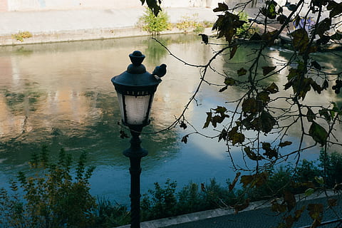 lampă, porumbel, arhitectură și urbanism, apă, în aer liber, reflecţie, copac, vedere din spate, zi, plantă, natură, echipamente de iluminat, lac, stradă, lumina stradală, creştere, frumusețe în natură, nici o persoana, construită, ramură, lampă electrică, 4K, CC0, domeniu public, fără drepturi de autor