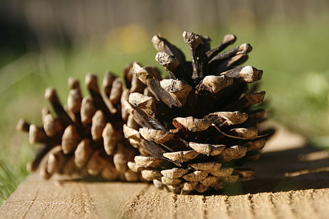 pine cones, wood, seed, pine cone, wood - material, nature, no people, close-up, focus on foreground, selective focus, sunlight, plant, day, coniferous tree, pinaceae, tree, outdoors, pine tree, still life, brown, table, dry, pine wood, natural condition, 4K, CC0, public domain, royalty free
