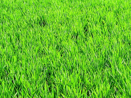 paddy, camps, verd, arròs, cultius, agrícola, aliments, cultiu, grans, plantes, verds, fulles, frondós, terres, motius, brillant, colorit, flora, fullatge, fons, granges, Agricultura, color verd, planta, marc complet, creixement, camp, terra, herba, naturalesa, dia, cap gent, bellesa a la natura, a l'aire lliure, tranquil·litat, vista d’angle alt, zona de gespa, paisatge, exuberant fullatge, fulla d'herba, 2K, CC0, domini públic, lliure de regalies