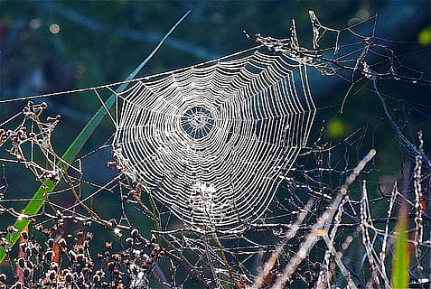 Nahansicht, Foto, Spinnennetz, tagsüber, Gras, Spinne, Netz, Natur, Insekt, Tau, natürlich, Grün, Morgen, Sommer-, Licht, Umgebung, Wiese, Faden, Sonnenaufgang, Zerbrechlichkeit, Fokus auf den Vordergrund, keine Leute, Verletzlichkeit, Schönheit in der Natur, Tag, Komplexität, Tierthemen, gefangen, Pflanze, Tier, draußen, natürliches Muster, Kompliziertheit, Spinnentier, Gliederfüßer, 1080P, CC0, gemeinfrei, lizenzfrei
