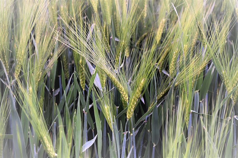 vinterhvede, hvede, felt, korn, hvede, Mark, dyrkbar, landbrug, hvedemark, kornmark, grøn, plante, spike, natur, Halme, tæt, baggrund, græs, sommer, vækst, grøn farve, udendørs, tæt på, eng, baggrunde, korn plante, afgrøde, jord, landlige scene, gård, skønhed i naturen, dag, landskab, ingen mennesker, øre af hvede, ro, fuld ramme, stilk, 5K