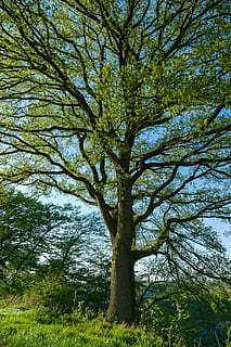 árvore de folhas verdes, árvore da primavera, folhas tenras, árvore, Prado, grama, céu azul, natureza, plantar, crescimento, tronco de árvore, beleza na natureza, tronco, tranquilidade, cor verde, dia, ramo, visão de baixo ângulo, ninguém, terra, ao ar livre, scenics - natureza, céu, floresta, cena tranquila, cena não urbana, Copa da árvore, 5K, CC0, domínio público, royalty free