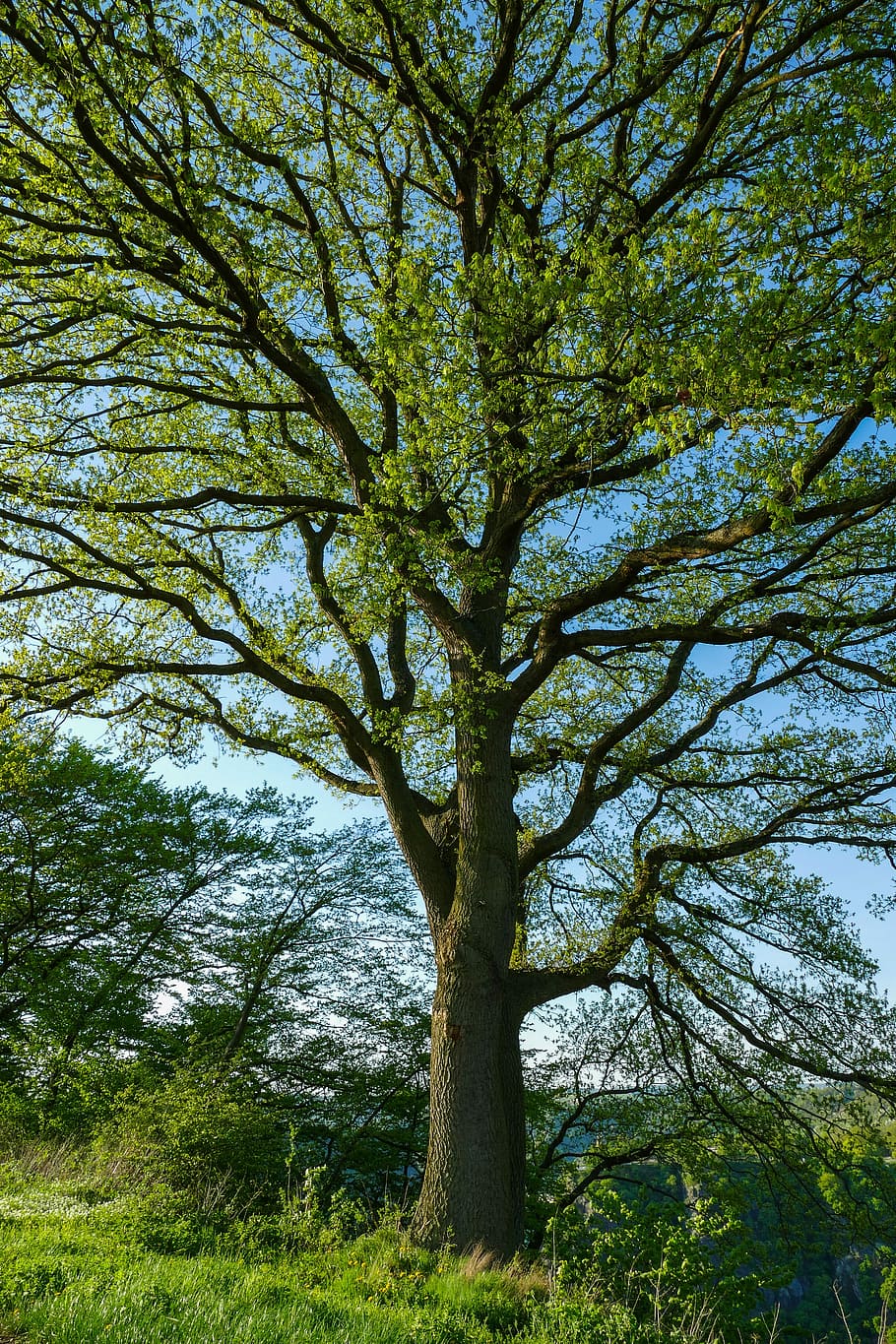 árvore de folhas verdes, árvore da primavera, folhas tenras, árvore, Prado, grama, céu azul, natureza, plantar, crescimento, tronco de árvore, beleza na natureza, tronco, tranquilidade, cor verde, dia, ramo, visão de baixo ângulo, ninguém, terra, ao ar livre, scenics - natureza, céu, floresta, cena tranquila, cena não urbana, Copa da árvore, 5K