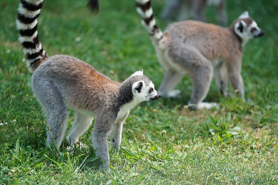 abe, lemur, madagaskar, primater, lemur catta, nuttet, nysgerrig, vildt dyr, Zoo, krøllet hale, arter af primater, natur, dyr verden, pattedyr, dyreliv, gruppe af dyr, dyr i naturen, to dyr, græs, ingen mennesker, plante, ungt dyr, fuld længde, hvirveldyr, dag, sidebillede, dyre familie, udendørs, omsorg, 5K