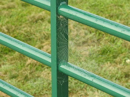 web, laba-laba, embun, sarang laba-laba, jaring laba-laba, warna hijau, logam, hari, merapatkan, rumput, tidak ada orang, menanam, fokus pada latar depan, alam, pagar, di luar rumah, bidang, tema binatang, satu binatang, hewan, tanah, invertebrata, pembatas, pertumbuhan, batas, bilah rumput, 4K, CC0, domain publik, bebas royalti