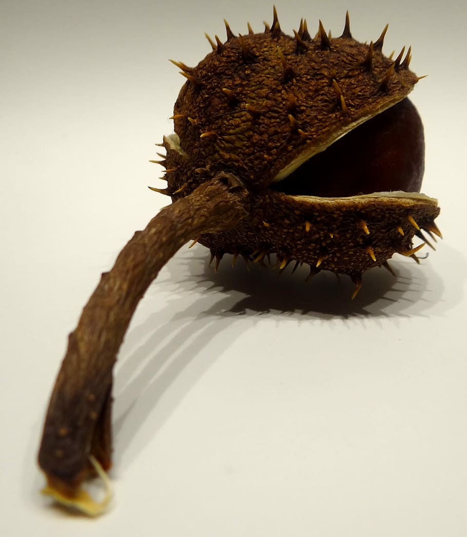 castanya, espinós, picada, marró, tardor, buckeye, fruita de castanya, cap gent, un animal, tir de l'estudi, fons blanc, menjar, temes d'animals, primer pla, a l'interior, animal, fauna animal, menjar i beguda, sol objecte, natura morta, animals a la natura, espigada, naturalesa, vista d’angle alt, fruita, marí, 2K