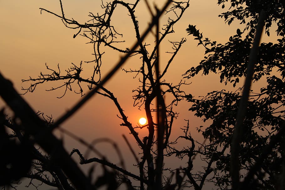 tramonto immersivo, foto, albero senza foglie, tramonto, albero, sole, silhouette, cielo rosso, bosco, natura, all'aperto, arancia, cielo, ramo, pianta, bellezza nella natura, la tranquillità, scenics - natura, nessuno, albero nudo, Inquadratura dal basso, crescita, scena tranquilla, retroilluminato, luce del sole, idilliaco, 5K