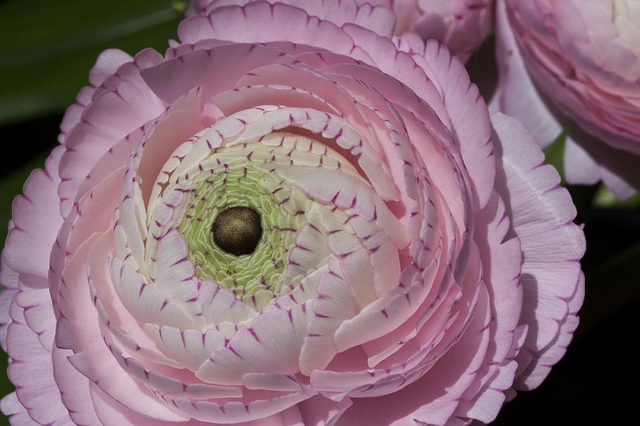vaaleanpunainen petaloitu kukka, ranunculus, kukka, kukinta, kevät, luonto, kasvi, valkoinen, pinkki, hahnenfußgewächs, Ranunculaceae, kukkakimppu, kauneus luonnossa, terälehti, lähikuva, kukka pää, kukinto, tuoreus, eläin, ei ihmisiä, vaaleanpunainen väri, yksi eläin, eläinten teemoja, kasvu, hauraus, alttius, keskittyä etualalle, eläinten villieläimet, violetti, 4K