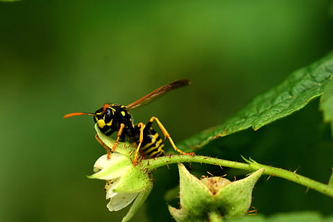 yaban arısı, ahududu çiçekler, kapat, böcek, Sarı, siyah, çizgili, gizlenmiş, arayan, kanat, yem arama, doğa, hayvan temaları, hayvan, omurgasız, hayvan yaban hayatı, bir hayvan, vahşi hayvanlar, yeşil renk, kapatmak, bitki bölümü, Yaprak, bitki, insansız, gün, karınca, ön plana odaklanmak, doğada güzellik, kırılganlık, açık havada, 5K, CC0, kamu malı, telif ücretsiz