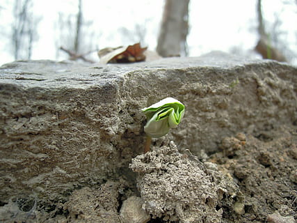 green, sapling, rock, spring, bud, plug, growth, engine, scion, plant, breakthrough, nature, plants shoot, sucker, live, close-up, vulnerability, beauty in nature, fragility, focus on foreground, no people, flower, day, freshness, outdoors, flowering plant, petal, green color, flower head, solid, tree, 4K, CC0, public domain, royalty free