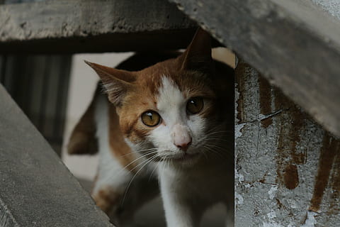 Kätzchen, Haustiere, streunende Katzen, Säugetier, Hauskatze, inländisch, Katze, Tierthemen, katzenartig, Tier, ein Tier, Wirbeltier, Kamera betrachten, keine Leute, Whisker, Porträt, Nahansicht, suchen, Tag, Fokus auf den Vordergrund, Holz - Material, Tierauge, Tierkopf, 2K, CC0, gemeinfrei, lizenzfrei
