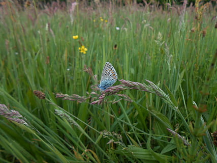 blu, farfalla, primavera, pianta, temi animali, colore verde, animale, un animale, fauna selvatica, animali allo stato selvatico, crescita, erba, nessuno, avvicinamento, natura, bellezza nella natura, giorno, invertebrato, terra, messa a fuoco selettiva, campo, fiore, insetto, all'aperto, ala animale, farfalla - insetto, filo d'erba, 2K, CC0, dominio pubblico, privo di copyright