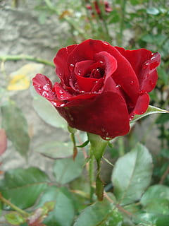 spray, rosa, vermelho, flor, Flor rosa, natureza, pétala, plantar, beleza na natureza, crescimento, planta com flores, frescura, fragilidade, vulnerabilidade, fechar-se, inflorescência, cabeça de flor, ninguém, focar em primeiro plano, dia, ao ar livre, sépala, 2K, CC0, domínio público, royalty free