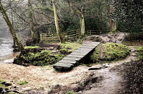 woods, path, bridge, seasons, autumn, spring, trip, nature, tree, plant, forest, no people, land, day, wood - material, growth, beauty in nature, direction, tranquility, the way forward, outdoors, non-urban scene, tranquil scene, connection, footpath, architecture, 4K, CC0, public domain, royalty free
