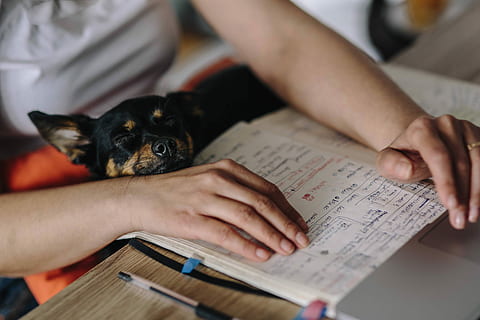 working, laptop, dog, Woman, adult, female, girl, office, workspace, workplace, computer, technology, pet, animal, work, hands, cute, adorable, friend, people, indoors, color Image, human Hand, women, caucasian Ethnicity, adults only, holding, human body part, midsection, one woman only, one animal, domestic, mammal, domestic animals, pets, men, hand, close-up, care, 4K