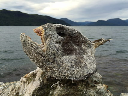 malle, fisk, hode, stein, skummelt, vann, hav, dyr, ett dyr, dyreliv, dyre temaer, dyr i naturen, natur, dag, fokusere på forgrunnen, pattedyr, ingen folk, nærbilde, Strand, himmel, sollys, utendørs, virveldyr, munnen åpen, dyr hode, dyr munn, 1080P, CC0, offentlig domene, opphavsrett gratis