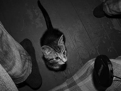 gattino, gioco, animali domestici, bianco e nero, animale, gatto domestico, un animale, temi animali, in casa, gatto, mammifero, felino, domestico, vertebrato, vista dall'alto, rilassamento, pavimentazione, guardando la fotocamera, baffo, nessuno, ritratto, 4K, CC0, dominio pubblico, privo di copyright
