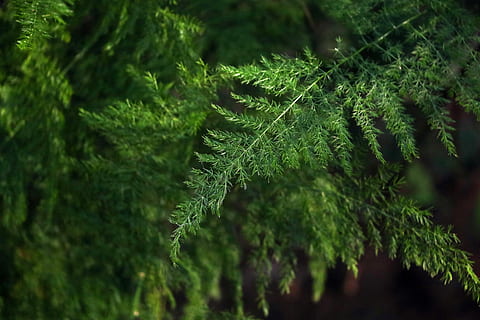 Blatt, Flora, Natur, Umgebung, Baum, Frische, Nahansicht, Desktop, immergrün, Ast, Wachstum, Pflanze, grüne Farbe, Pflanzenteil, Schönheit in der Natur, Kiefer, keine Leute, Nadelbaum, selektiver Fokus, Tag, Pinaceae, Fokus auf den Vordergrund, Wald, draußen, Ruhe, Land, Kraut, Kiefernwald, Tannenbaum, Nadel - Pflanzenteil, Regenwald, 5K, CC0, gemeinfrei, lizenzfrei