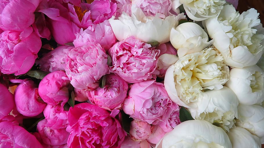 blanc, rosa, flors de pètals, flor, naturalesa, flora, floral, pètal, peonies, frescor, color rosa, planta, bellesa a la natura, planta amb flors, peònia, primer pla, cap gent, marc complet, arranjament floral, Color blanc, fons, bouquet, gran grup d'objectes, abundància, natura morta, cap de flor, mercat de flors, suavitat, Ram de flors, 4K