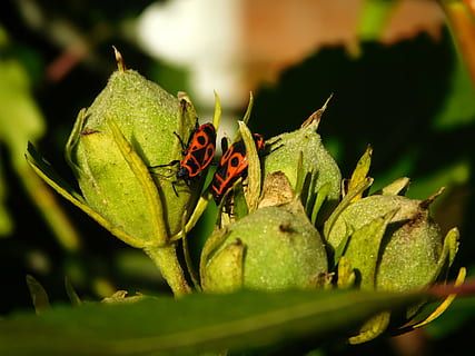 gândac, foc bug, roșu, portocale, insectă, crawl, pereche, animale sălbatice, animale tematice, animal, animale în sălbăticie, nevertebrat, parte a plantelor, un animal, frunze, Culoarea verde, natură, a închide, zi, plantă, nici o persoana, selectiv, în aer liber, 4K, CC0, domeniu public, fără drepturi de autor