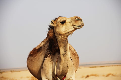 Marrone, cammello, deserto, superficiale, fotografia a fuoco, Ciao, animale, Africa, sabbia, natura, Deserto del Sahara, all'aperto, animali e animali domestici, animali safari, un animale, fauna selvatica, animali allo stato selvatico, temi animali, mammifero, vertebrato, terra, nessuno, cielo, animali domestici, felino, leone - felino, giorno, clima, clima arido, 4K, CC0, dominio pubblico, privo di copyright