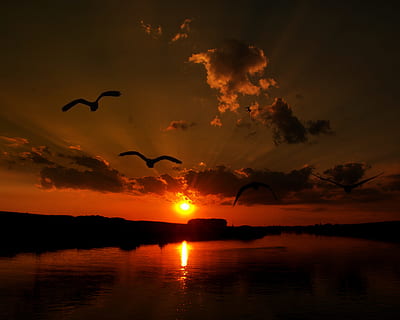 Sonnenuntergang, Wasser, Reflexion, Vögel, Himmel, Schönheit in der Natur, Szenen - Natur, fliegend, orange Farbe, Vogel, Wirbeltier, Silhouette, Tiere in freier Wildbahn, wolke - himmel, Natur, Tierthemen, Tier, ruhige Szene, Ufergegend, in der Luft, Ruhe, keine Leute, Sonne, draußen, 2K, CC0, gemeinfrei, lizenzfrei