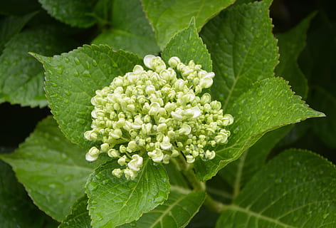 hydrangea, tombol, putih, hijau, alam, bunga, hijau putih, titisan hujan, daun, bagian tanaman, menanam, pertumbuhan, keindahan di alam, kesegaran, merapatkan, warna hijau, tanaman berbunga, hari, kerentanan, air, penurunan, tidak ada orang, kerapuhan, makanan dan minuman, di luar rumah, fokus pada latar depan, kepala bunga, Daun-daun, embun, 5K, CC0, domain publik, bebas royalti