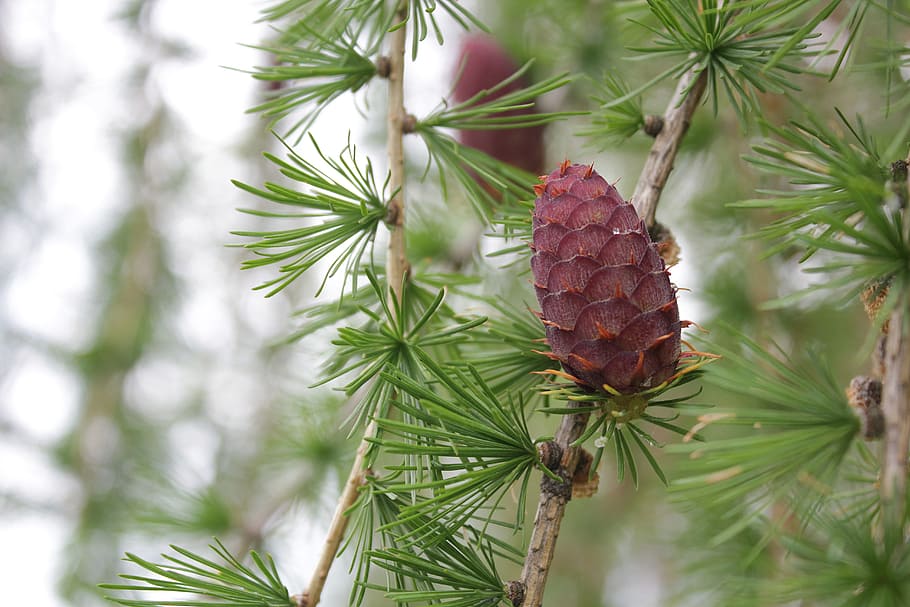 albero, pigna, natura, cono, verde, pianta, legna, di stagione, stagione, Pino, Pinaceae, ago - parte vegetale, nessuno, giorno, crescita, albero di conifere, colore verde, ramo, concentrarsi sulle conoscenze acquisite, avvicinamento, bellezza nella natura, foglia, parte vegetale, all'aperto, Natale, legno di pino, abete, 5K