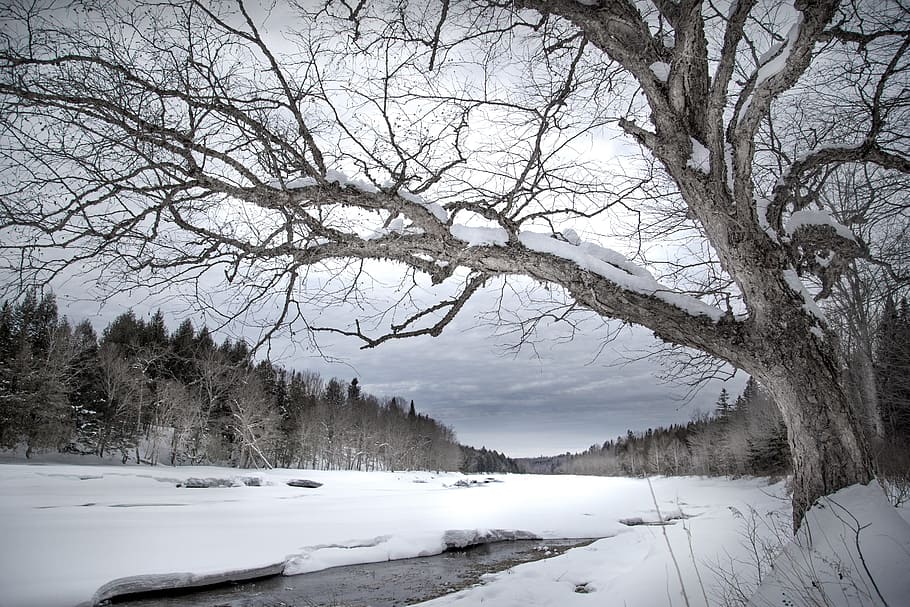 hivern, neu, arbre, fred, congelat, gelades, gel, paisatge, fusta, naturalesa, temps, branca, temporada, escènic, solitud, a l'aire lliure, riu, meduxnekeag, New Brunswick, Canadà, gris, la soledat, núvols, humor, temperatura de fred, planta, escenics - natura, bellesa a la natura, arbre nu, tranquil·litat, aigua, escena tranquil·la, cap gent, escena no urbana, cel, dia, muntanya nevada, 5K