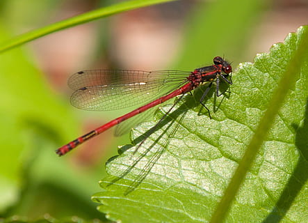 libèl·lula, insecte, tancar, Adonis Dragonfly, temes d'animals, animals a la natura, un animal, fauna animal, senyoreta, invertebrat, animal, part de la planta, full, ala dels animals, primer pla, naturalesa, color verd, planta, dia, cap gent, a l'aire lliure, centrar-se en primer pla, 1080P, CC0, domini públic, lliure de regalies