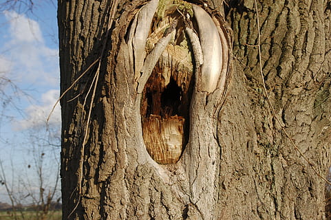 træstamme, bark, træ, skade, tekstureret, bagagerum, tæt på, ingen mennesker, dag, træ - materiale, hul, natur, plante, fokus på forgrunden, metal, udendørs, ru, cirkel, forvitret, form, rusten, gammel, 2K, CC0, offentligt domæne, royaltyfrie