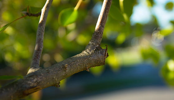 closeup, photo, brown, tree branch, pruning, branch, cut, tree, plant, nature, focus on foreground, no people, land, day, outdoors, tree trunk, tranquility, forest, environment, growth, trunk, plant part, close-up, selective focus, animal wildlife, animal, rainforest, 2K, CC0, public domain, royalty free