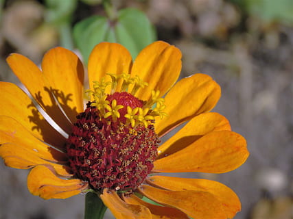 blomst, orange, rust, makro, have, blomstrende plante, plante, friskhed, skrøbelighed, skønhed i naturen, tæt på, sårbarhed, kronblad, blomsterhoved, natur, gul, vækst, blomsterstand, pollen, fokus på forgrunden, udendørs, dag, ingen mennesker, blomster arrangement, 4K, CC0, offentligt domæne, royaltyfrie