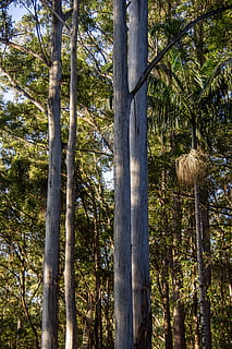 alberi, foresta pluviale, foresta, Australia, Queensland, alberi di gomma, eucalipti, verde, palma, nativo, subtropicale, albero, pianta, crescita, tronco d'albero, tronco, la tranquillità, terra, bellezza nella natura, nessuno, natura, scena tranquilla, giorno, colore verde, bosco, all'aperto, scenics - natura, Inquadratura dal basso, luce del sole, idilliaco, bambù - pianta, 2K, CC0, dominio pubblico, privo di copyright