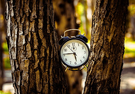 black, analog alarm clock, two, tree trunks, white, twin, bell alarm clock, tree trunk, clock, alarm, trunk, tree, bark, time, plant, nature, focus on foreground, outdoors, number, alarm clock, no people, wood - material, clock face, plant bark, day, pattern, forest, accuracy, 4K, CC0, public domain, royalty free