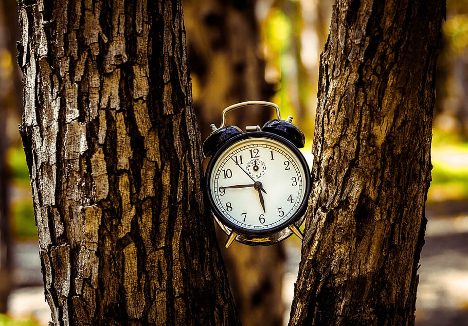black, analog alarm clock, two, tree trunks, white, twin, bell alarm clock, tree trunk, clock, alarm, trunk, tree, bark, time, plant, nature, focus on foreground, outdoors, number, alarm clock, no people, wood - material, clock face, plant bark, day, pattern, forest, accuracy, 4K