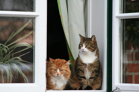 to, sølv, gul, tabby, katte, vindue, kat, sidde, kæledyr, murværk, dyreportræt, indenlandske kat, dyr, vindueskarm, leder, nuttet, hus, indenlandske, husdyr, feline, dyre temaer, pattedyr, glas - materiale, hvirveldyr, gruppe af dyr, to dyr, gennemsigtig, ingen mennesker, dag, sidder, bakkenbart, ingefær kat, 1080P, CC0, offentligt domæne, royaltyfrie