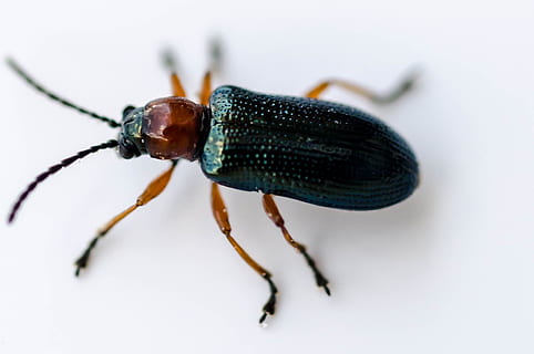 bille, fly, insekt, makro, ett dyr, dyreliv, dyre temaer, nærbilde, dyr i naturen, virvelløse, dyr, hvit bakgrunn, studio skudd, ingen folk, dyr kroppsdel, svart farge, selektiv fokusering, ekstrem nærbilde, innendørs, full lengde, kryp, dyr bein, 1080P, CC0, offentlig domene, opphavsrett gratis